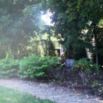 treescape in big backyard garden